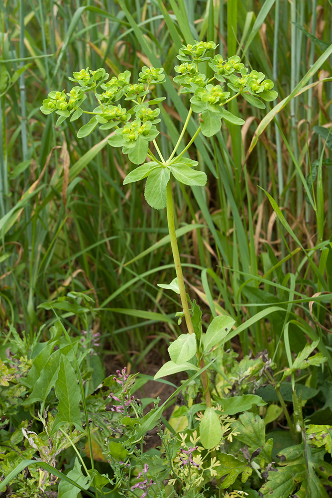 Изображение особи Euphorbia helioscopia.