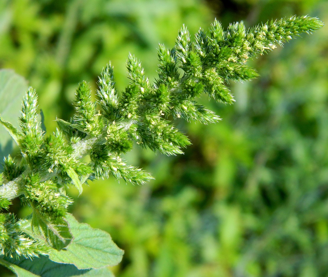 Image of Amaranthus hybridus specimen.