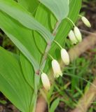 Polygonatum odoratum. Часть побега с цветками. Приморский край, окрестности г. Уссурийска. 18.05.2008.