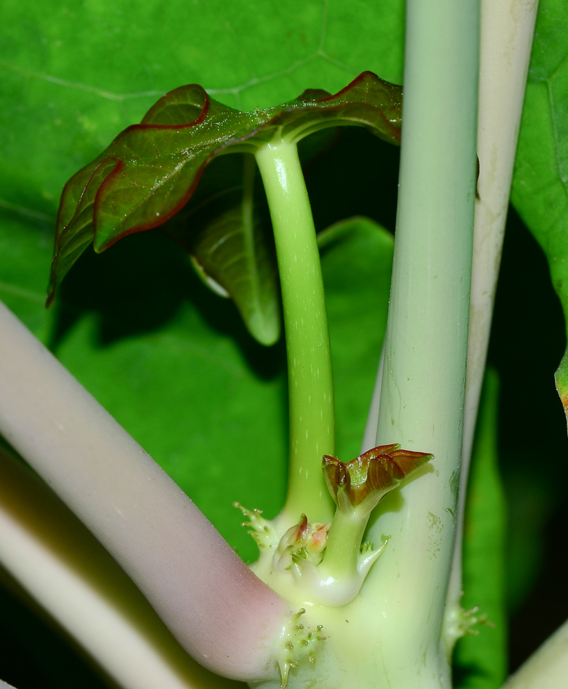 Image of Jatropha podagrica specimen.