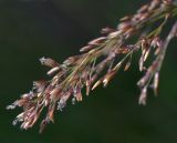 Deschampsia cespitosa. Верхушка соцветия. Московская обл., Раменский р-н, окр. ж.-д. платформы Хрипань, просека под ЛЭП. 26.06.2014.
