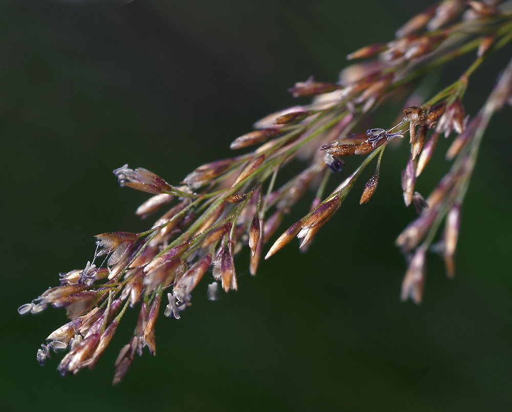 Изображение особи Deschampsia cespitosa.