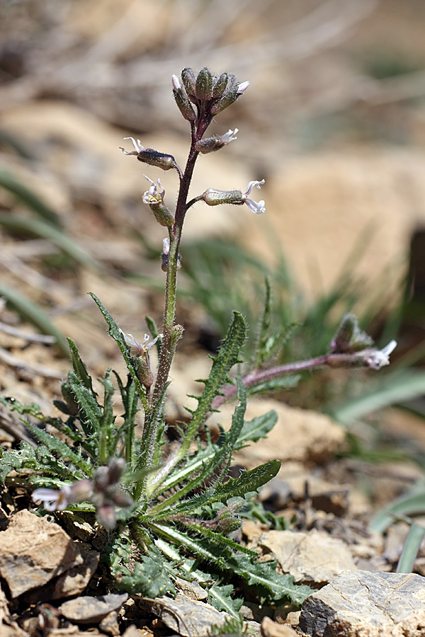 Image of Parrya hispida specimen.