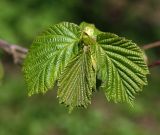 Corylus avellana. Развивающиеся листья. Московская обл., Раменский р-н, окр. ж.-д. платформы Хрипань, смешанный лес у ЛЭП. 03.05.2014.