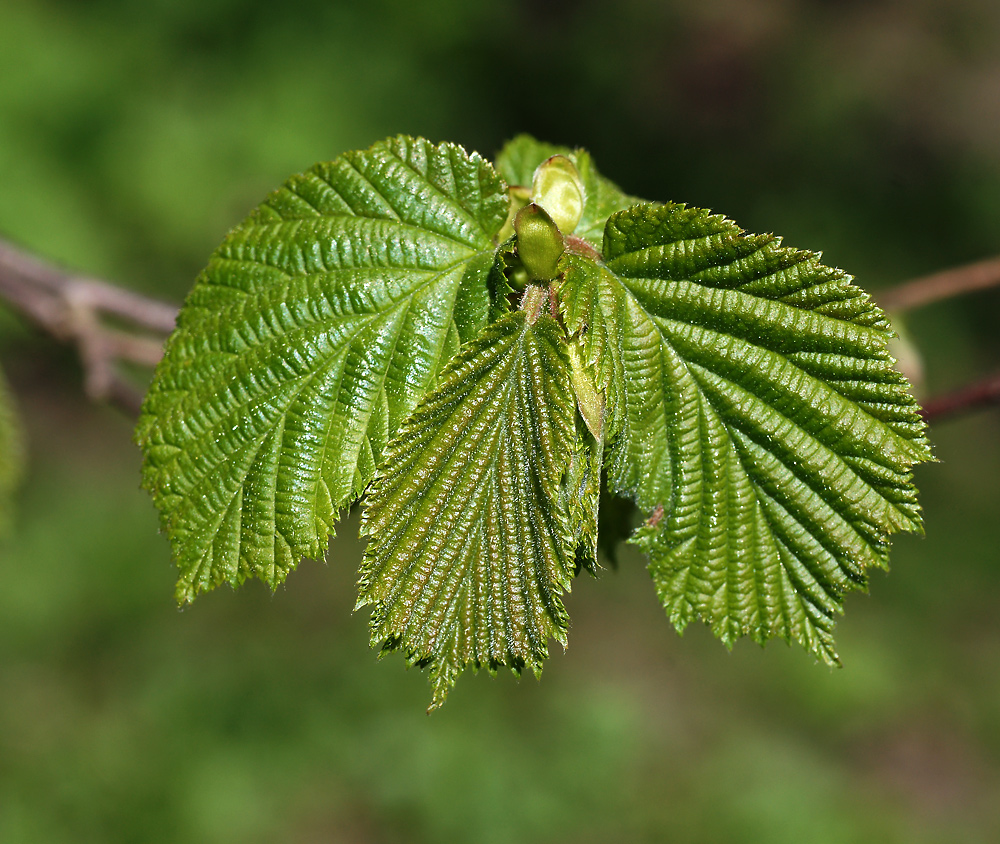 Image of Corylus avellana specimen.