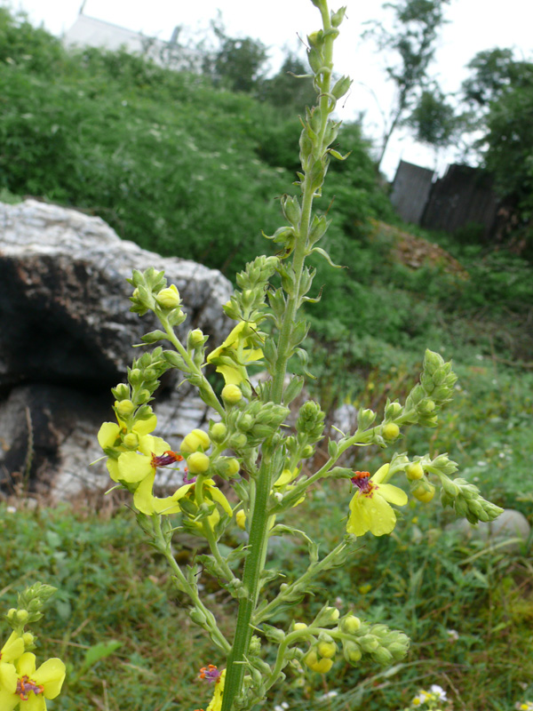 Изображение особи Verbascum pyramidatum.