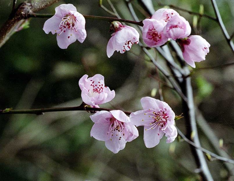 Изображение особи Persica vulgaris.