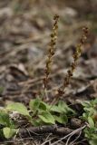 Veronica officinalis. Верхушка побега с соплодиями. Калужская обл., пос. Думиничи, опушка смешанного леса. 20.08.2009.