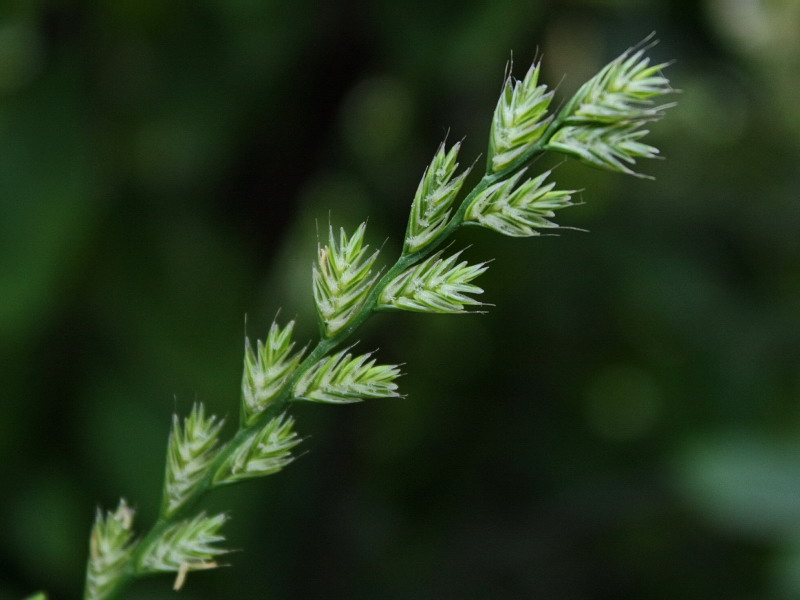 Image of Lolium multiflorum specimen.