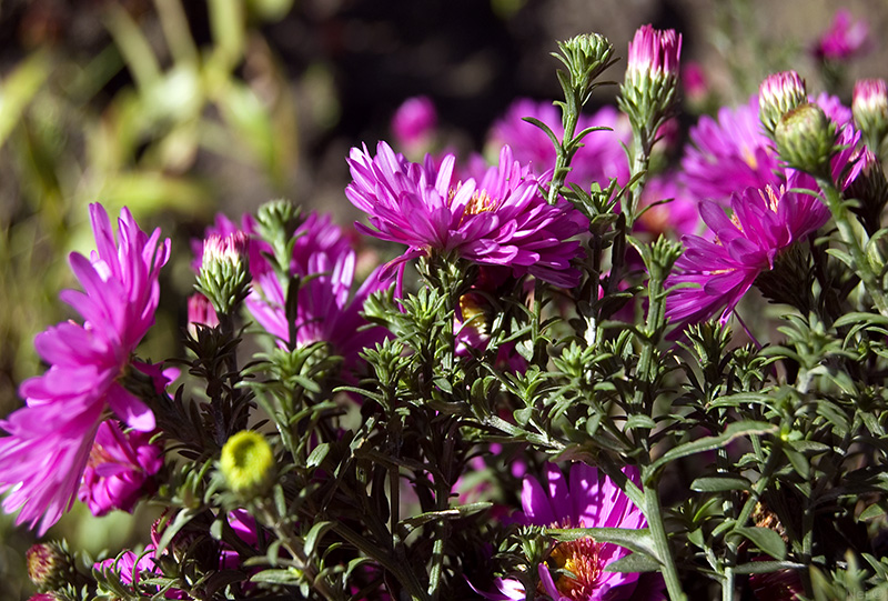 Изображение особи Symphyotrichum &times; versicolor.