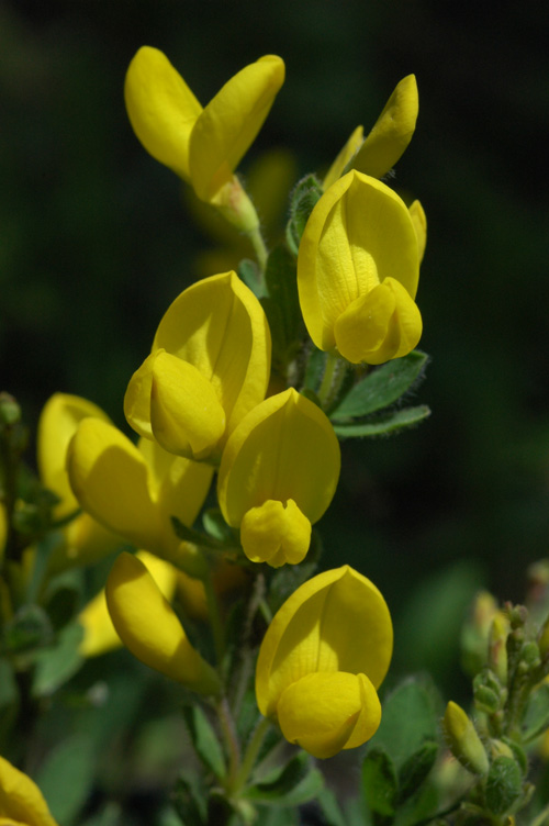 Image of Cytisus decumbens specimen.