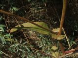 genus Crepis