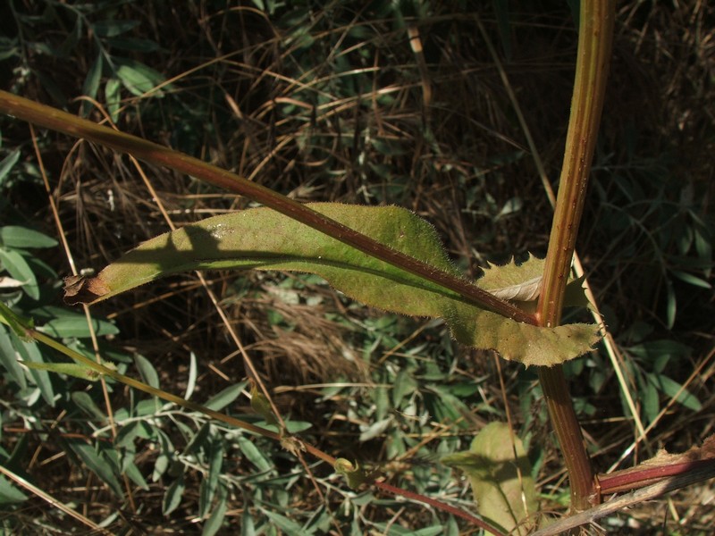 Изображение особи род Crepis.