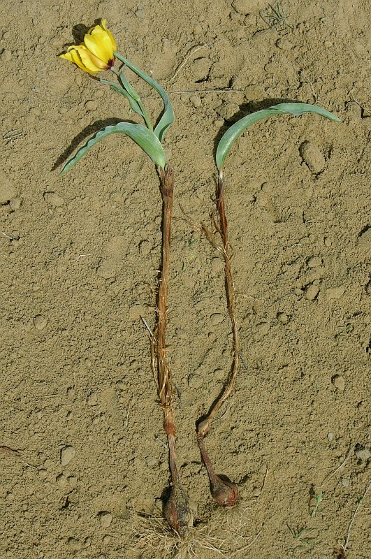 Image of Tulipa borszczowii specimen.