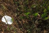 Convolvulus betonicifolius