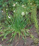 Allium nutans