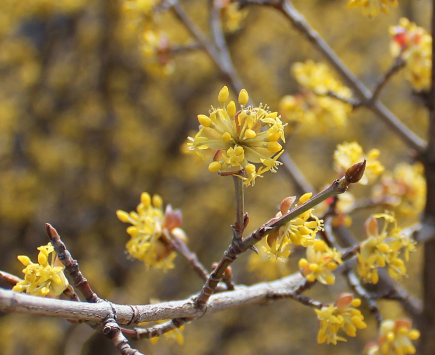 Image of Cornus mas specimen.