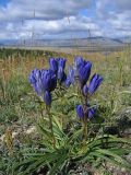 Gentiana decumbens