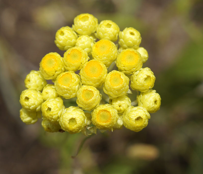 Изображение особи Helichrysum maracandicum.