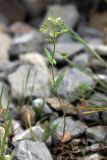 Microthlaspi perfoliatum. Цветущее и плодоносящее растение. Южный Казахстан, горы Алатау, Скалистое ущелье. 27.04.2014.
