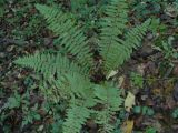 Polystichum braunii