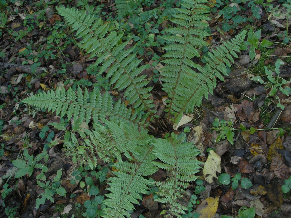 Изображение особи Polystichum braunii.