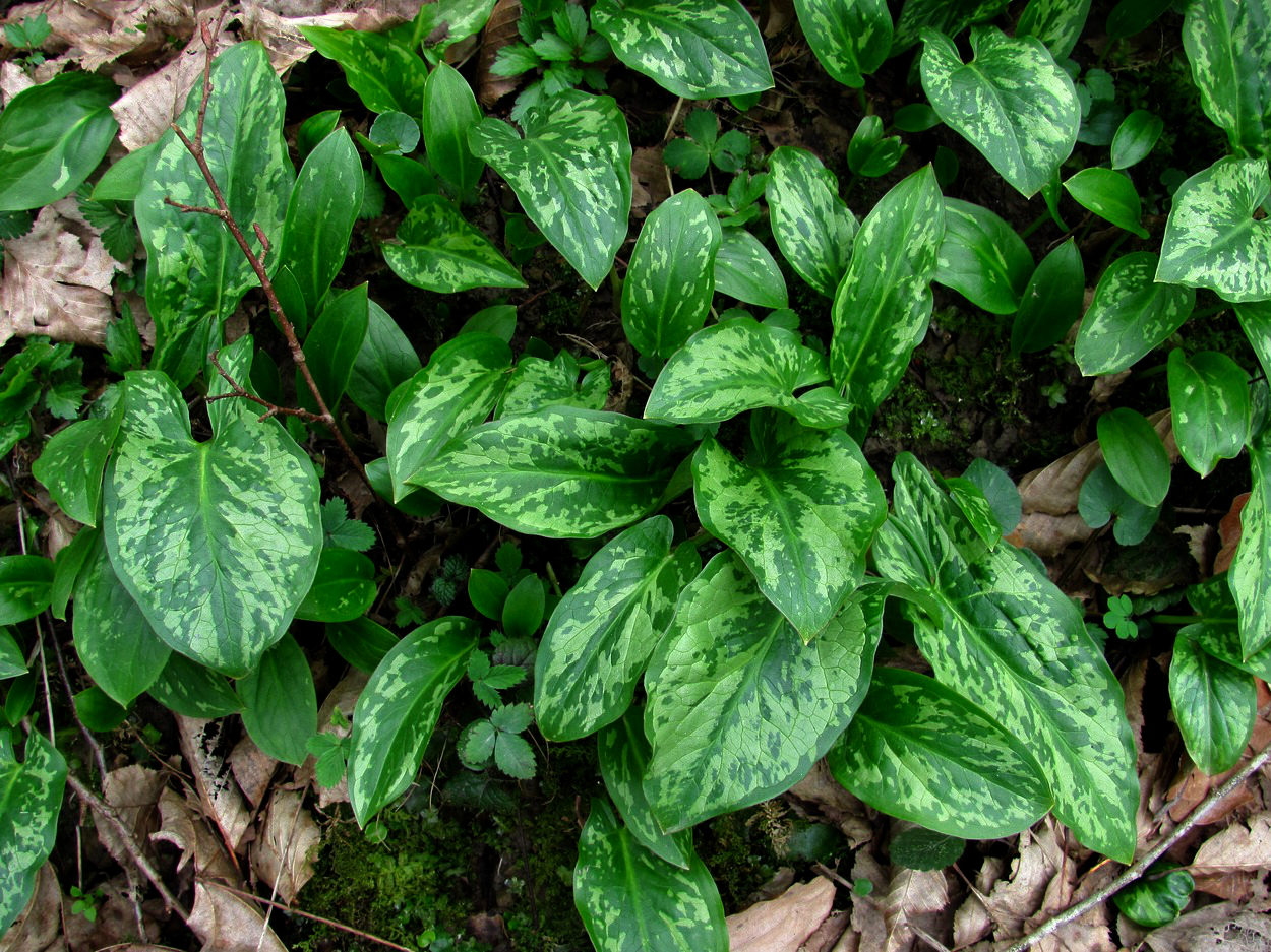 Image of Arum italicum ssp. albispathum specimen.