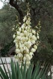 Yucca gloriosa. Соцветие и верхушки листьев. Черногория, муниципалитет Будва, пос. Свети-Стефан, в культуре. 07.10.2014.