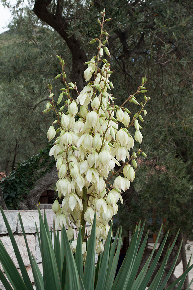 Изображение особи Yucca gloriosa.