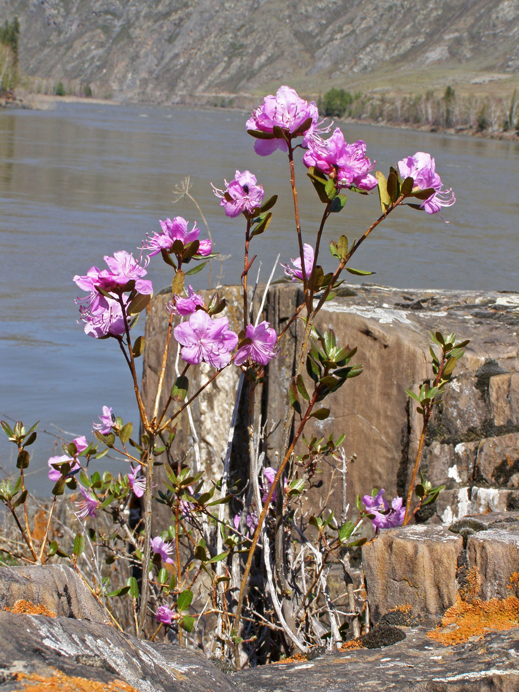 Изображение особи Rhododendron ledebourii.