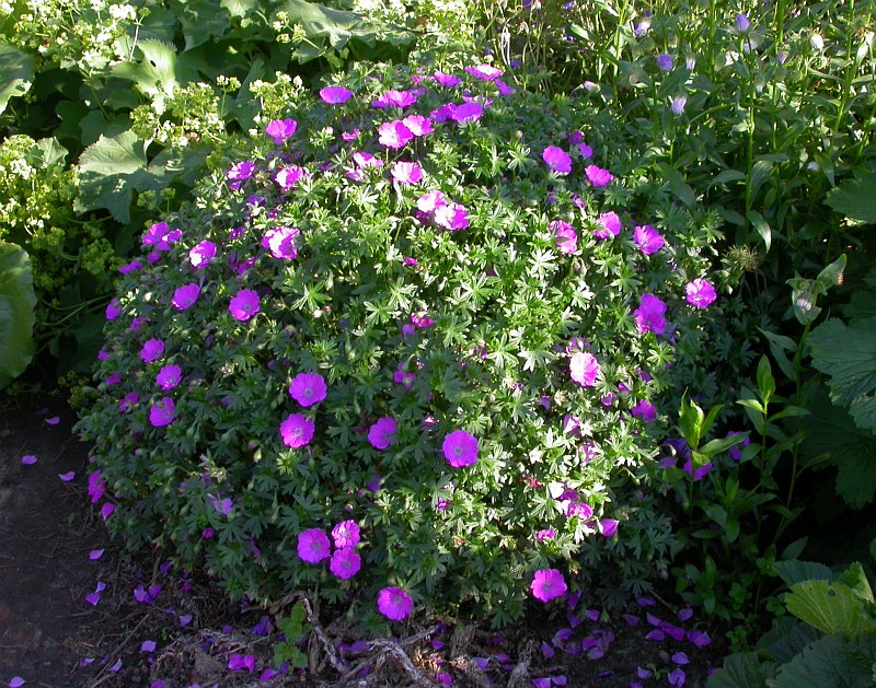 Image of Geranium sanguineum specimen.