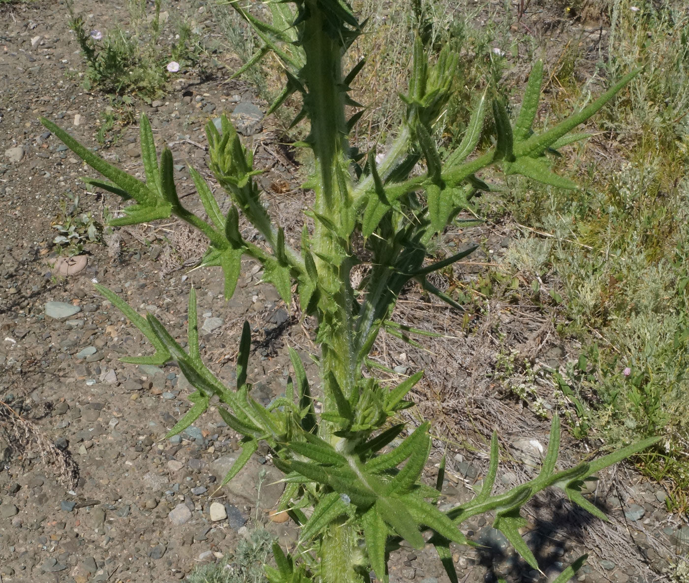 Image of Cirsium vulgare specimen.