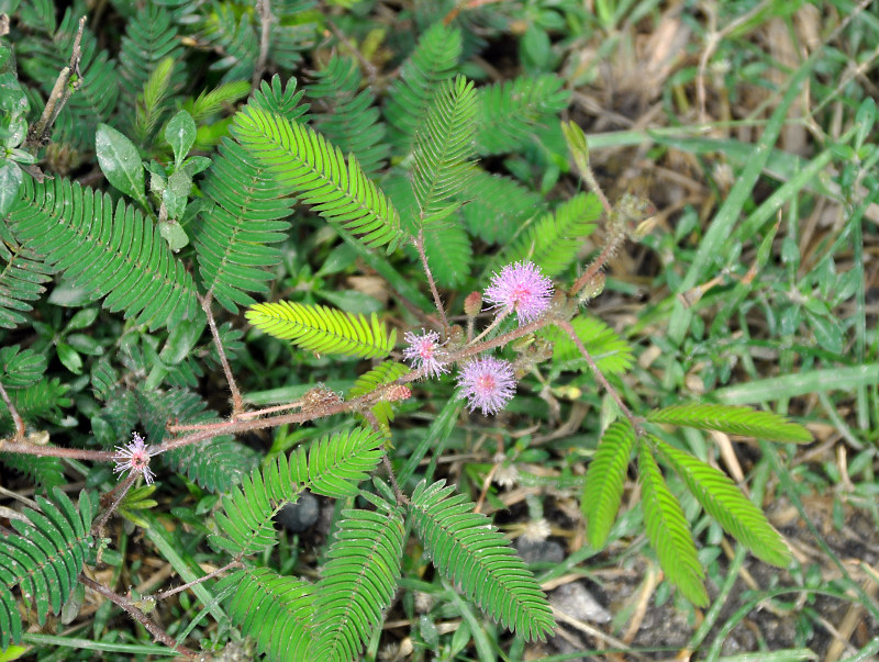 Image of Mimosa pudica specimen.