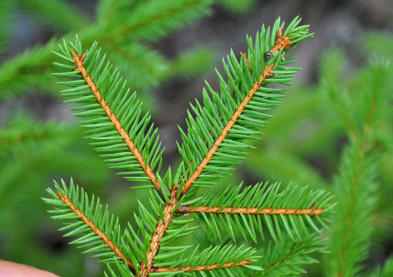 Изображение особи Picea obovata.