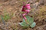 Corydalis ledebouriana. Цветущее растение. Кыргызстан, верховья р. Западный Каракол. 30 апреля 2015 г.