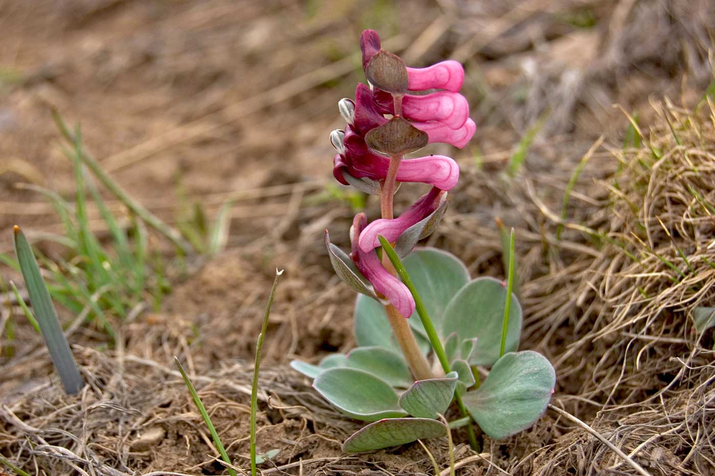 Изображение особи Corydalis ledebouriana.