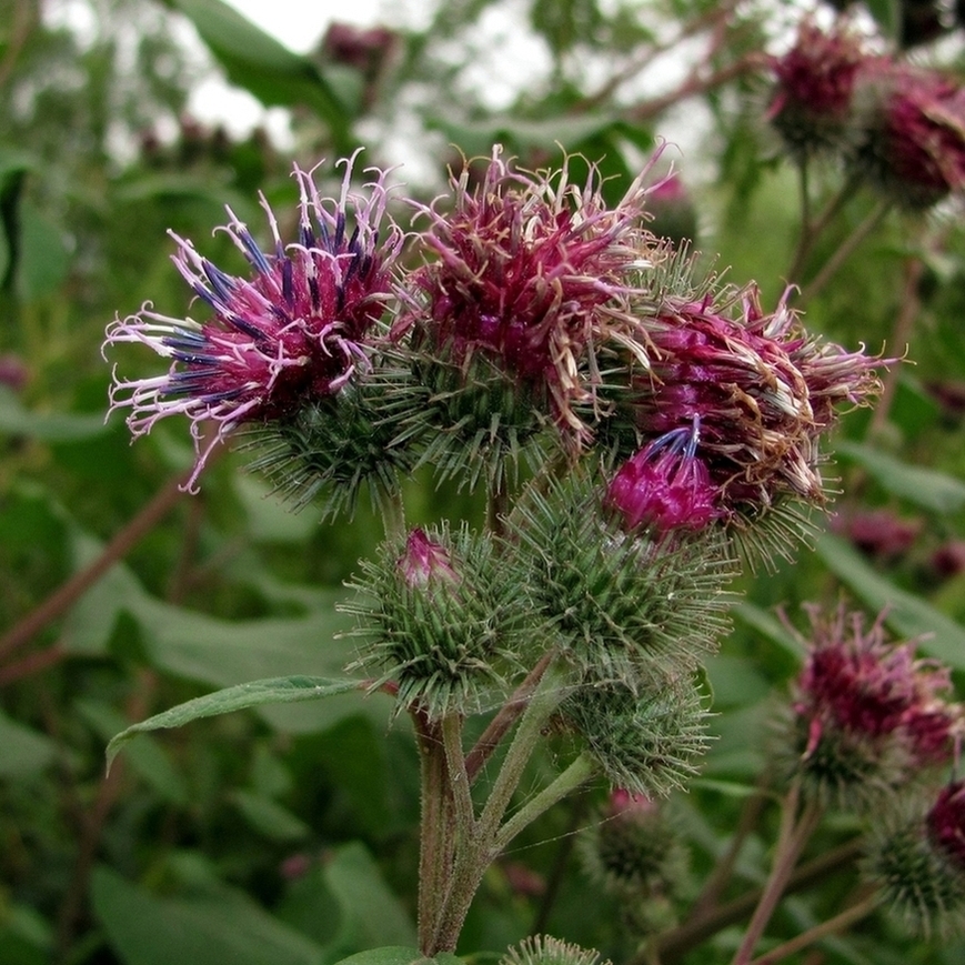 Image of Arctium tomentosum specimen.