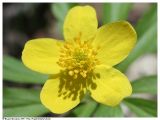 Anemone ranunculoides