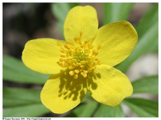 Image of Anemone ranunculoides specimen.