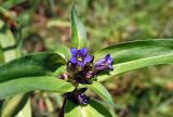 Gentiana macrophylla