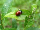 Image of taxon representative. Author is Мария Жукова