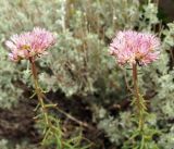 Pseudosedum longidentatum. Верхушки цветущих растений. Кыргызстан, Нарынская обл., левый берег р. Нарын, окр. с. Кенеш. 08.06.2015.