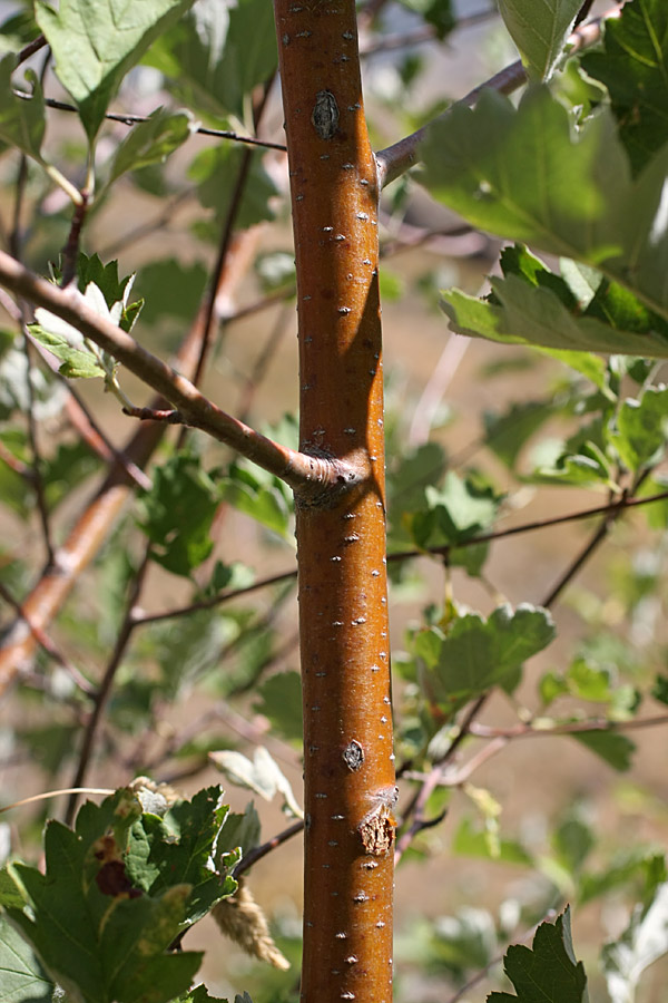 Изображение особи Sorbus persica.