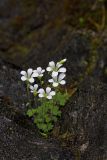 Saxifraga sibirica. Цветущие растения. Республика Алтай, Шебалинский р-н, окр. с. Камлак, сосновый лес правого борта долины р. Сема, скальное обнажение. 05.06.2015.