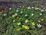 Anemone nemorosa