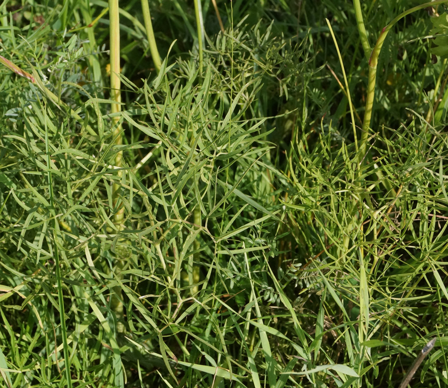 Image of Cenolophium fischeri specimen.