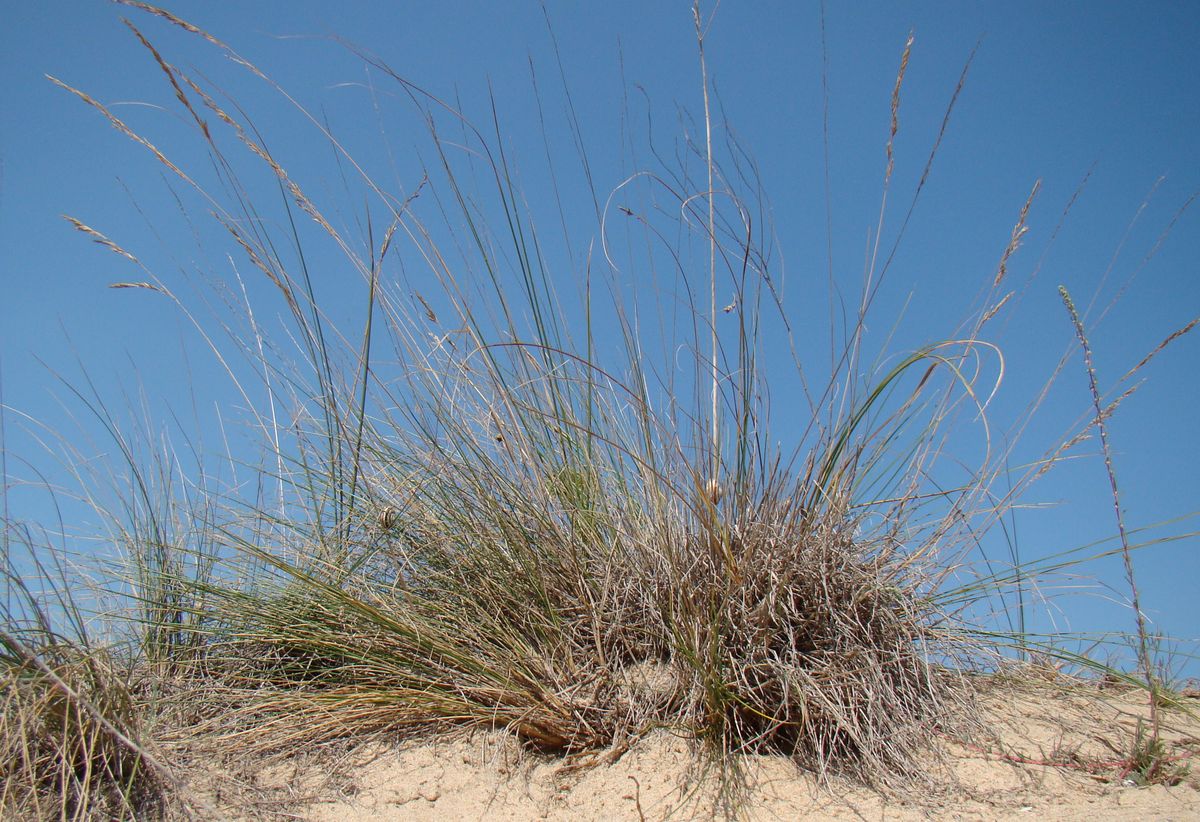 Изображение особи Festuca beckeri.