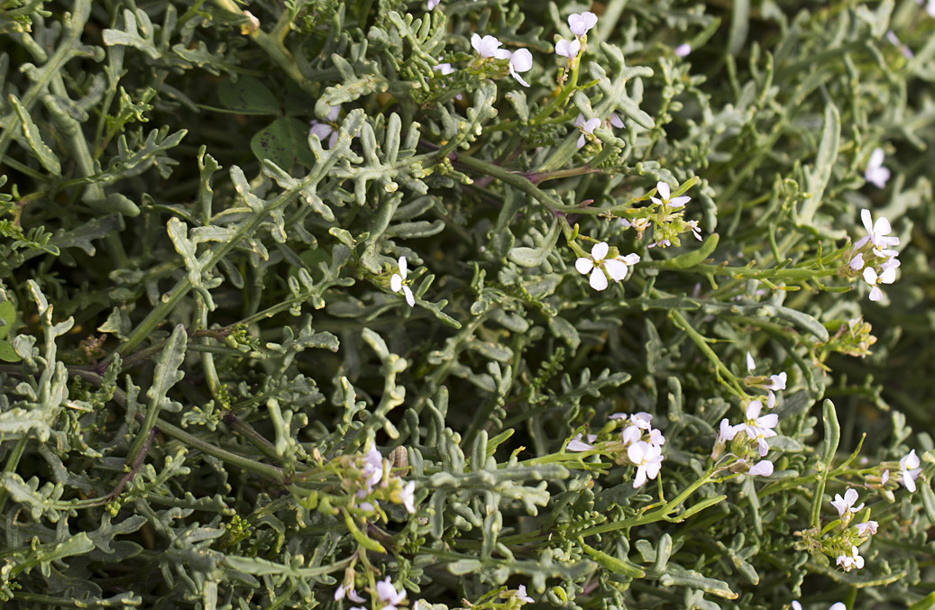 Image of Cakile maritima specimen.