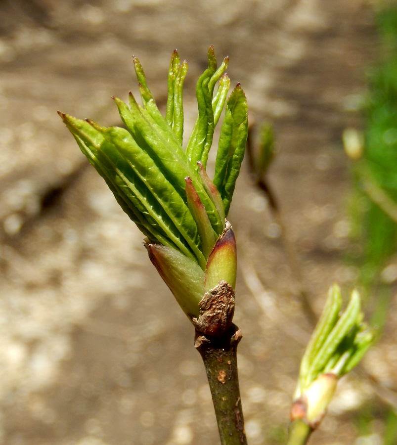 Image of Staphylea pinnata specimen.