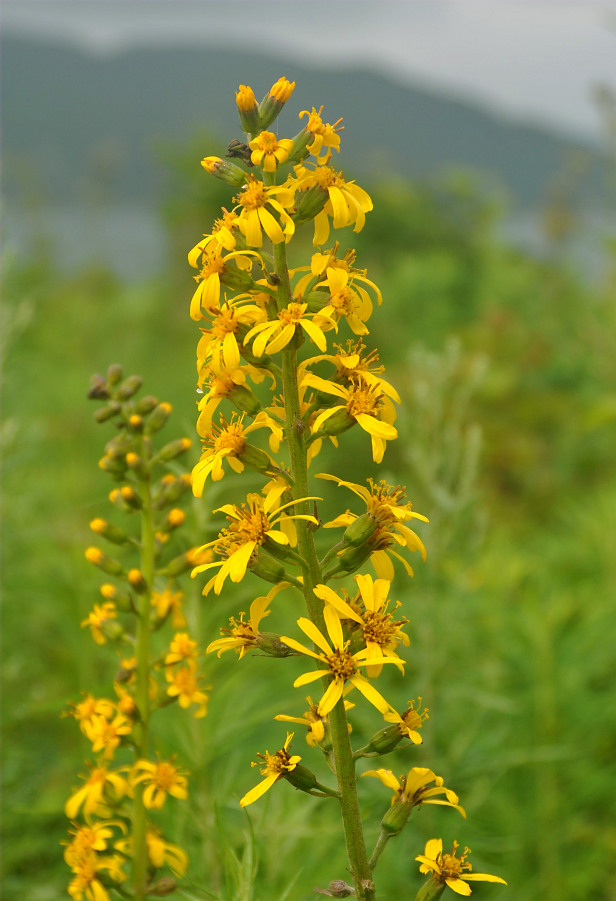 Image of Ligularia fischeri specimen.
